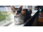 Adopt Shera a White Domestic Shorthair / Domestic Shorthair / Mixed cat in