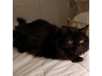 Adopt Ash a All Black Domestic Mediumhair / Mixed cat in Fayetteville