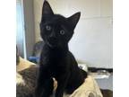 Adopt Grumpita a All Black Domestic Shorthair / Mixed cat in Buffalo