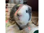 Adopt Las Vegas - Foster a Guinea Pig small animal in Walker, MI (38820159)