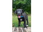 Adopt Luke a Black Labrador Retriever / Mixed dog in Johnston, RI (38888197)