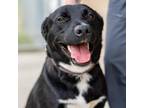 Adopt Bandit a Black Mixed Breed (Medium) / Mixed dog in Ponderay, ID (38643743)