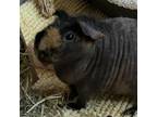 Adopt Paul a Guinea Pig small animal in Las Vegas, NV (38872547)