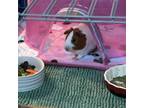 Adopt May a Guinea Pig small animal in Las Vegas, NV (38863100)