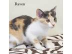 Adopt Raven a Calico or Dilute Calico Domestic Shorthair / Mixed cat in