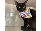 Adopt Undoubtedly Friendly a All Black Domestic Shorthair / Mixed cat in Austin