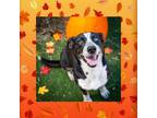 Adopt Fanny a Black Cattle Dog / Mixed dog in Huntsville, AL (38870203)