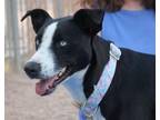 Adopt Yasmine*/sophie a Black Australian Shepherd dog in Kingman, AZ (38605250)