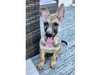 Adopt Wallen a Tan/Yellow/Fawn - with Black German Shepherd Dog / Mixed dog in