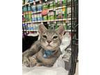 Adopt Sage a Gray, Blue or Silver Tabby Domestic Shorthair (short coat) cat in