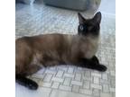 Adopt Chocolate a Brown or Chocolate Siamese (short coat) cat in Sherman Oaks
