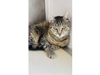 Adopt Priscilla a Gray or Blue Domestic Shorthair / Domestic Shorthair / Mixed