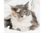 Adopt Daphne a Gray or Blue Domestic Mediumhair / Domestic Shorthair / Mixed cat