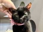 Adopt Midnight- 1/2 price adoption a All Black Bombay (short coat) cat in New