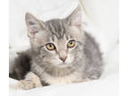 Adopt Rayne a Gray or Blue Domestic Shorthair / Domestic Shorthair / Mixed cat