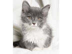 Adopt Satin a Gray or Blue Domestic Shorthair / Domestic Shorthair / Mixed cat