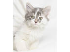 Adopt Branch a Gray or Blue Domestic Shorthair / Domestic Shorthair / Mixed cat