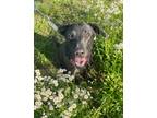 Adopt CHUNK ka a Black Labrador Retriever / Hound (Unknown Type) / Mixed dog in