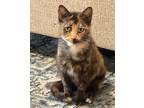 Adopt TURA ka a Tortoiseshell Domestic Longhair (long coat) cat in Johnston