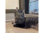 Adopt Kate and Allie a Brown Tabby Domestic Mediumhair (long coat) cat in