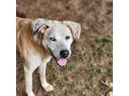 Adopt Odie a White - with Tan, Yellow or Fawn Hound (Unknown Type) / Mixed Breed