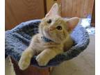 Adopt Honeybee a Orange or Red Domestic Shorthair / Domestic Shorthair / Mixed