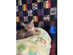 Adopt Ruby Tuesday a Brown Tabby Domestic Shorthair (short coat) cat in West