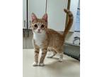 Adopt Toulouse QC3 8-7-23 a Orange or Red Domestic Shorthair / Domestic