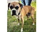 Adopt Hans - Silver Heart a Tan/Yellow/Fawn - with White Boxer / Mixed dog in