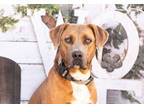 Adopt Bolt a Tan/Yellow/Fawn Black Mouth Cur / Mixed dog in Justin