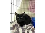 Adopt Clove a All Black Domestic Shorthair / Domestic Shorthair / Mixed cat in