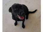 Adopt Gretel a Black Labrador Retriever / Mixed Breed (Medium) / Mixed dog in