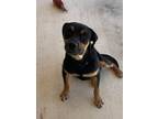 Adopt Hensel a Black - with Gray or Silver Rottweiler / Mixed Breed (Medium) /