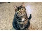 Adopt Phyllis a Brown or Chocolate Domestic Shorthair / Domestic Shorthair /