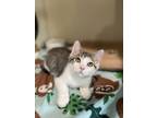 Adopt Zinger a Brown or Chocolate Domestic Shorthair / Domestic Shorthair /