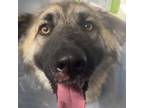 Adopt Presley a Black German Shepherd Dog / Mixed dog in Peachtree City