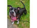 Adopt Paul Bunyan a Black American Pit Bull Terrier / Mixed dog in New Albany