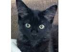 Adopt Cash a Black (Mostly) Domestic Mediumhair (medium coat) cat in Irvine