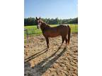 Arabian Gelding - 10 years