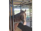 Grade Quarter Horse Gelding