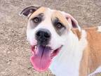 Adopt Banks a White Mixed Breed (Large) / Mixed dog in Georgetown, TX (38854849)