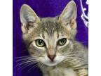 Adopt Brisbane a Gray or Blue Domestic Shorthair / Domestic Shorthair / Mixed