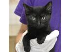 Adopt Yarra a All Black Domestic Shorthair / Domestic Shorthair / Mixed cat in