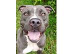 Adopt Jet a Gray/Blue/Silver/Salt & Pepper Mixed Breed (Large) / Mixed dog in