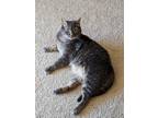 Adopt Benny (in foster) a Gray or Blue Domestic Shorthair / Domestic Shorthair /