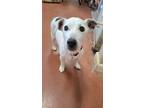 Adopt Benny a Tricolor (Tan/Brown & Black & White) Jack Russell Terrier / Mixed