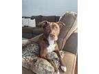 Adopt Kimber a Brown/Chocolate - with White American Pit Bull Terrier / Shepherd