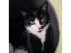 Adopt Dancer a All Black Domestic Shorthair / Mixed cat in Middletown
