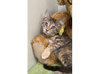 Adopt Bonnie a Brown or Chocolate Domestic Shorthair / Domestic Shorthair /