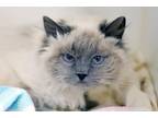 Adopt Ewok a Siamese / Mixed (short coat) cat in Park City, UT (38879720)